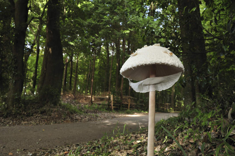 无人,横图,室外,特写,白天,正面,旅游,度假,美景,植物,道路,路,蔬菜,日本,亚洲,阴影,新鲜,光线,影子,景观,小路,菌菇,食品,交通,千叶县,一颗,菌类,娱乐,树,树木,食物,绿色,白色,阳光,自然,享受,休闲,食用菌,景色,放松,有机食品,绿色食品,生长,成长,矗立,自然风光,耸立,东亚,本州,关东地方,本州岛,日本国,千叶,挺立,伞菌,彩图