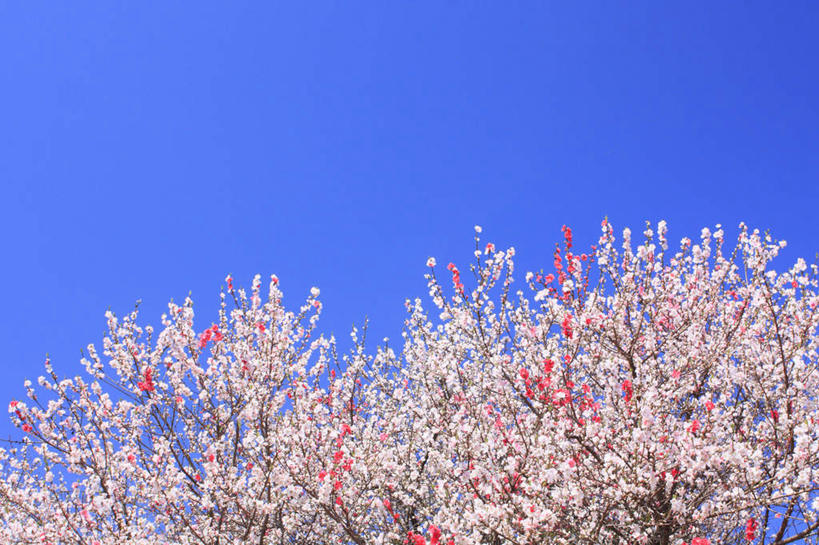 无人,横图,室外,白天,仰视,爱情,旅游,度假,美景,植物,桃花,长野县,日本,亚洲,阴影,盛开,光线,影子,景观,云,云朵,花蕾,云彩,娱乐,花,花瓣,花朵,鲜花,树,树木,桃树,粉色,蓝色,绿色,白云,蓝天,天空,阳光,自然,天,花苞,花蕊,享受,休闲,景色,放松,生长,成长,俘虏,自然风光,东亚,本州,本州岛,日本国,中部地方,长野,彩图,低角度拍摄