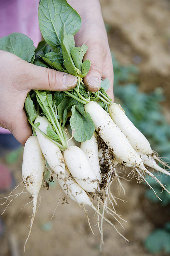 东方人,手,一个人,农田,捧,摸,竖图,俯视,室外,特写,白天,庄稼,农作物,萝卜,胡萝卜,叶子,亚洲,双手,仅一个年轻女性,仅一个女性,仅一个人,一堆,许多,抚摸,握,堆叠,堆积,朦胧,模糊,绿叶,拿,拿着,黄种人,白色,手部,嫩叶,握着,堆,年轻女性,女人,女性,亚洲人,叶,叶片,红萝卜,甘荀,触摸,端,端着,接触,捧着,手捧,半身,彩图,高角度拍摄,耕地,庄稼田
