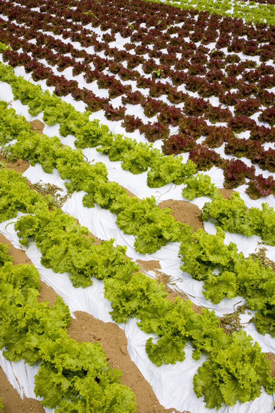 无人,菜园,农田,竖图,俯视,室外,白天,旅游,度假,庄稼,农作物,蔬菜,叶子,阴影,新鲜,光线,影子,生菜,莴苣,食品,绿叶,娱乐,食物,阳光,享受,休闲,嫩叶,放松,有机食品,绿色食品,春菜,鹅仔菜,莴仔菜,千金菜,叶用莴苣,叶,叶片,彩图,高角度拍摄,耕地,庄稼田