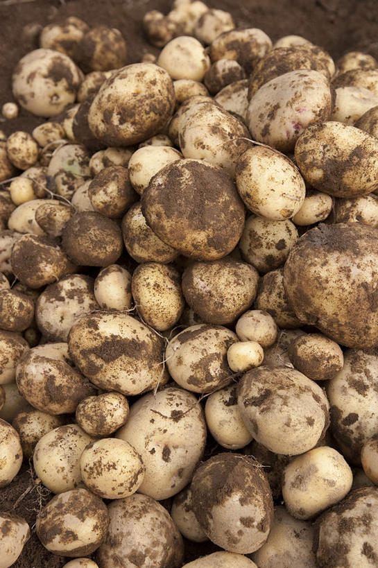 无人,农田,竖图,俯视,室外,白天,旅游,度假,庄稼,农作物,蔬菜,一堆,许多,阴影,堆叠,堆积,新鲜,光线,影子,菌菇,蘑菇,食品,菌类,娱乐,食物,白色,阳光,享受,休闲,食用菌,放松,有机食品,绿色食品,堆,彩图,高角度拍摄,耕地,庄稼田