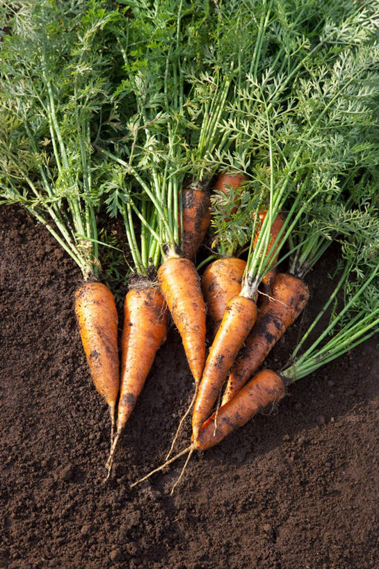 无人,农田,竖图,俯视,室外,白天,旅游,度假,庄稼,农作物,萝卜,胡萝卜,蔬菜,叶子,一堆,许多,阴影,堆叠,堆积,新鲜,光线,影子,食品,绿叶,娱乐,食物,阳光,享受,休闲,嫩叶,放松,有机食品,绿色食品,堆,叶,叶片,红萝卜,甘荀,彩图,高角度拍摄,耕地,庄稼田