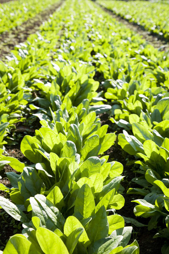 无人,菜园,农田,竖图,俯视,室外,白天,旅游,度假,庄稼,农作物,蔬菜,叶子,一排,许多,阴影,新鲜,整齐,光线,影子,青菜,食品,绿叶,娱乐,食物,排列,阳光,享受,休闲,嫩叶,放松,有机食品,绿色食品,队列,叶,叶片,彩图,高角度拍摄,耕地,庄稼田