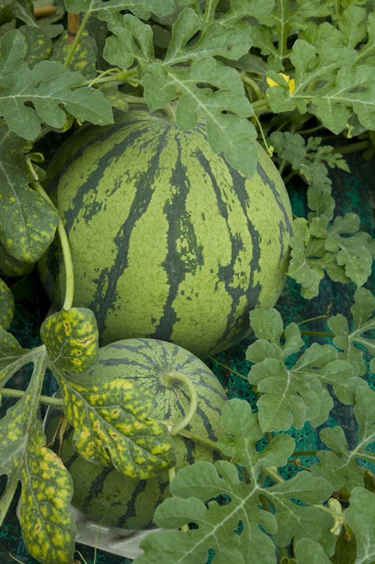 无人,农田,竖图,俯视,室外,白天,旅游,度假,庄稼,农作物,西瓜,水果,叶子,阴影,新鲜,光线,影子,生食,食品,果实,绿叶,娱乐,食物,阳光,享受,休闲,嫩叶,放松,有机食品,绿色食品,叶,叶片,寒瓜,彩图,高角度拍摄,耕地,庄稼田