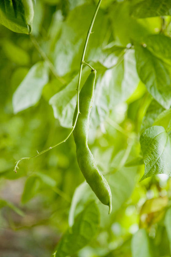 无人,菜园,农田,竖图,室外,白天,正面,旅游,度假,庄稼,农作物,植物,蔬菜,叶子,许多,悬挂,阴影,新鲜,光线,影子,豆类,豆子,豌豆,食品,绿叶,娱乐,荷兰豆,食物,阳光,享受,休闲,嫩叶,放松,有机食品,绿色食品,雪豆,豆科,寒豆,毕豆,麻累,国豆,小寒豆,麦豌豆,叶,叶片,彩图,耕地,庄稼田