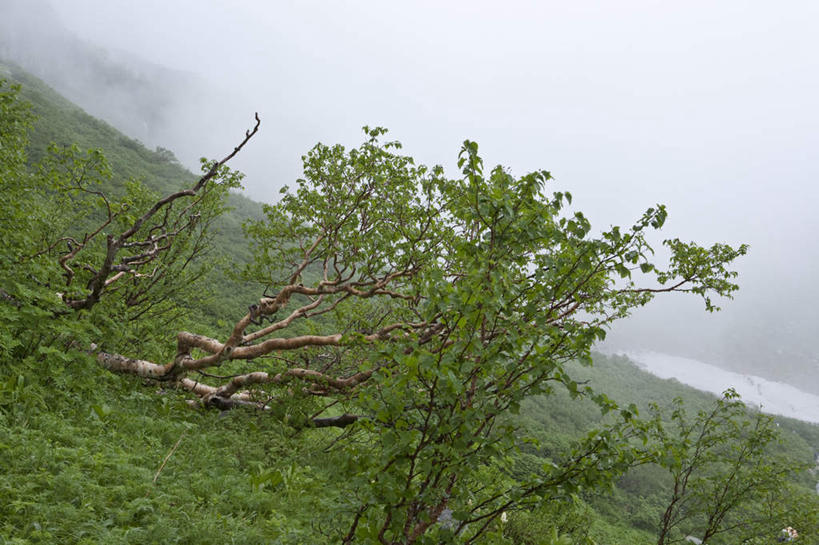 无人,横图,俯视,室外,白天,旅游,度假,草地,草坪,美景,植物,长野县,日本,亚洲,阴影,光线,影子,景观,云,云朵,云彩,娱乐,草,树,树木,蓝色,绿色,白云,蓝天,天空,阳光,自然,天,享受,休闲,景色,放松,生长,成长,自然风光,东亚,本州,本州岛,日本国,中部地方,长野,彩图,高角度拍摄