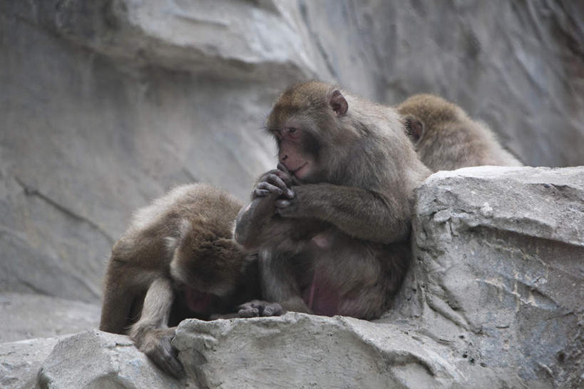 无人,动物园,坐,摸,横图,室外,白天,正面,旅游,度假,石头,野生动物,猴子,三只,抚摸,握,阴影,光线,石子,影子,拿,拿着,注视,娱乐,阳光,动物,观察,看,靠,靠着,倚靠,享受,休闲,放松,可爱,握着,活泼,观看,察看,倚着,关注,猕猴,日本猕猴,石块,岩石,触摸,接触,坐着,彩图,全身