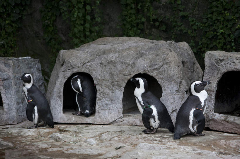 无人,动物园,站,横图,室外,白天,侧面,旅游,度假,石头,植物,企鹅,野生动物,四只,阴影,光线,石子,影子,地面,注视,娱乐,树,树木,绿色,黑色,阳光,自然,动物,观察,看,站着,享受,休闲,放松,可爱,活泼,生长,成长,观看,察看,关注,石块,岩石,站立,彩图,全身