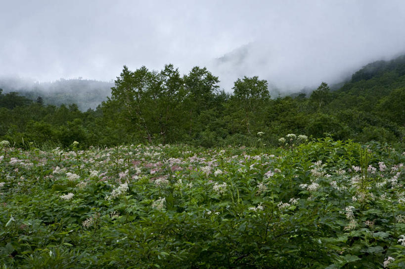 无人,横图,室外,白天,正面,旅游,度假,草地,草坪,美景,山,山脉,植物,雾,长野县,日本,亚洲,阴影,朦胧,模糊,盛开,光线,影子,景观,山峰,云,云朵,山峦,花蕾,云彩,娱乐,草,花,花瓣,花朵,鲜花,树,树木,蓝色,绿色,白色,白云,蓝天,天空,阳光,自然,群山,天,花苞,花蕊,享受,休闲,景色,放松,生长,成长,迷雾,自然风光,东亚,本州,本州岛,日本国,中部地方,长野,大雾,彩图