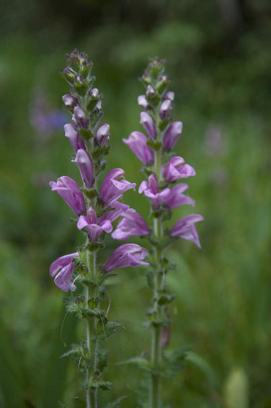 无人,竖图,室外,特写,白天,正面,旅游,度假,草地,草坪,美景,植物,长野县,日本,亚洲,阴影,朦胧,模糊,盛开,光线,影子,景观,花蕾,娱乐,草,花,花瓣,花朵,鲜花,两朵,绿色,紫色,阳光,自然,香草,花苞,花蕊,薰衣草,享受,休闲,景色,放松,自然风光,东亚,本州,本州岛,日本国,中部地方,长野,灵香草,黄香草,彩图