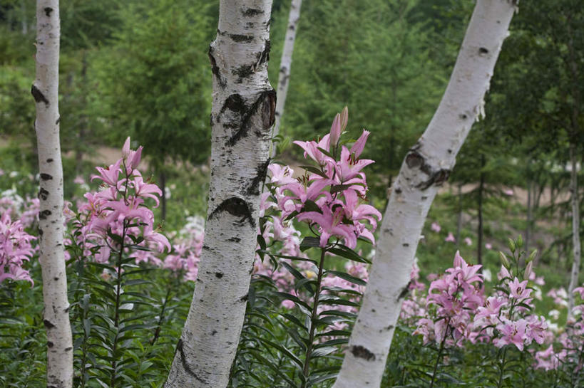 无人,横图,室外,白天,正面,旅游,度假,草地,草坪,花海,花圃,美景,植物,百合花,叶子,日本,亚洲,阴影,盛开,光线,影子,景观,云,云朵,花蕾,云彩,娱乐,草,花,花瓣,花朵,花卉,鲜花,树,树木,红色,蓝色,绿色,白色,白云,蓝天,天空,阳光,自然,花丛,花束,花田,天,花苞,花蕊,享受,休闲,景色,放松,生长,成长,自然风光,东亚,本州,关东地方,本州岛,日本国,栃木,栃木县,强瞿,百合蒜,倒仙,番韭,山丹,彩图
