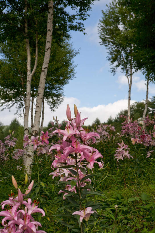 无人,竖图,室外,白天,仰视,旅游,度假,草地,草坪,花海,花圃,美景,植物,百合花,叶子,日本,亚洲,阴影,盛开,光线,影子,景观,云,云朵,花蕾,云彩,娱乐,草,花,花瓣,花朵,花卉,鲜花,树,树木,红色,蓝色,绿色,白云,蓝天,天空,阳光,自然,花丛,花束,花田,天,花苞,花蕊,享受,休闲,景色,放松,生长,成长,自然风光,东亚,本州,关东地方,本州岛,日本国,栃木,栃木县,强瞿,百合蒜,倒仙,番韭,山丹,彩图,低角度拍摄