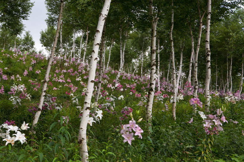 无人,横图,室外,白天,仰视,旅游,度假,草地,草坪,花海,花圃,美景,植物,百合花,叶子,日本,亚洲,阴影,盛开,光线,影子,景观,云,云朵,花蕾,云彩,娱乐,草,花,花瓣,花朵,花卉,鲜花,树,树木,红色,蓝色,绿色,白色,白云,蓝天,天空,阳光,自然,花丛,花束,花田,天,花苞,花蕊,享受,休闲,景色,放松,生长,成长,自然风光,东亚,本州,关东地方,本州岛,日本国,栃木,栃木县,强瞿,百合蒜,倒仙,番韭,山丹,彩图,低角度拍摄