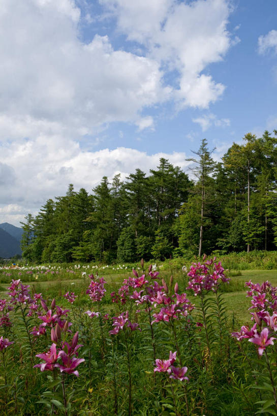 无人,竖图,室外,白天,正面,旅游,度假,草地,草坪,花海,花圃,美景,植物,百合花,叶子,日本,亚洲,阴影,盛开,光线,影子,景观,云,云朵,花蕾,云彩,娱乐,草,花,花瓣,花朵,花卉,鲜花,树,树木,红色,蓝色,绿色,白色,白云,蓝天,天空,阳光,自然,花丛,花束,花田,天,花苞,花蕊,享受,休闲,景色,放松,生长,成长,自然风光,东亚,本州,关东地方,本州岛,日本国,栃木,栃木县,强瞿,百合蒜,倒仙,番韭,山丹,彩图