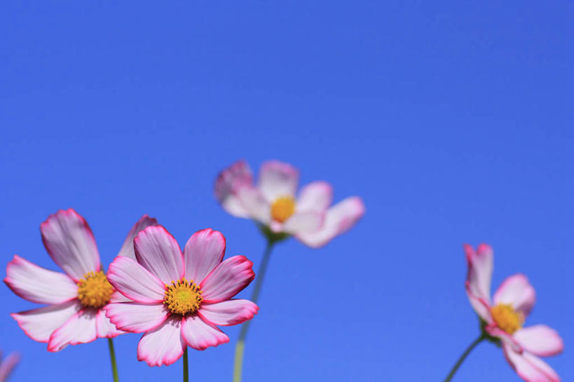 无人,横图,室外,白天,仰视,旅游,度假,快乐,幸福,美景,长野县,日本,亚洲,阴影,朦胧,模糊,盛开,光线,影子,景观,玛格丽特,花蕾,娱乐,雏菊,花,花瓣,花朵,鲜花,蓝色,白色,蓝天,天空,阳光,自然,天,花苞,花蕊,享受,休闲,菊花,景色,放松,活力,晴朗,希望,坚强,自然风光,和平,东亚,离别,本州,万里无云,本州岛,日本国,中部地方,长野,延命菊,幸福花,春菊,马兰头花,暗恋,纯情,单恋,天真,晴空,晴空万里,彩图,低角度拍摄,愉快