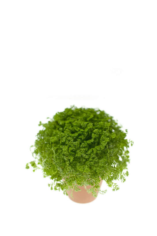 无人,竖图,俯视,室内,特写,白天,白色背景,植物,桌面,叶子,花盆,阴影,反射,盆栽,影子,绿叶,盆景,一个,绿色,自然,橙色,嫩叶,摄影,影棚,生长,单个,成长,叶,叶片,彩图,高角度拍摄,影棚拍摄,拍摄