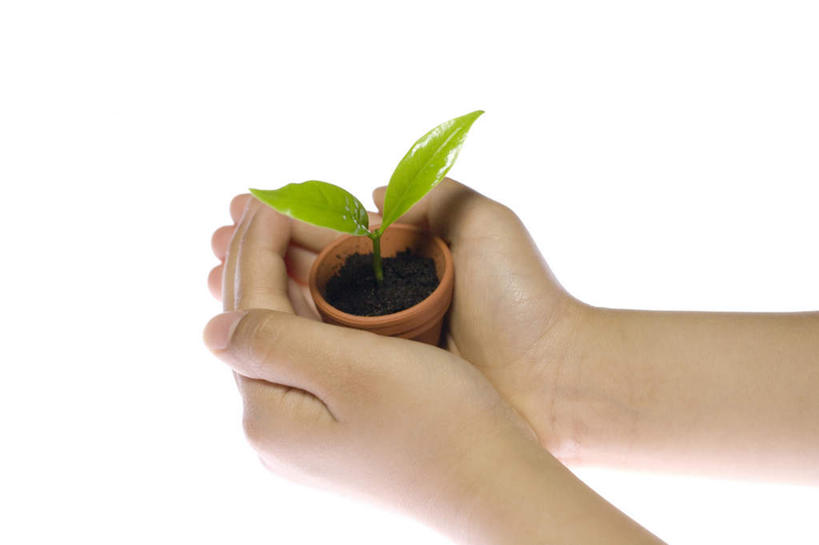 手,捧,摸,横图,俯视,室内,特写,白天,白色背景,植物,叶子,花盆,抚摸,握,阴影,反射,光线,盆栽,影子,绿叶,盆景,拿,拿着,一个,绿色,阳光,自然,手部,嫩叶,握着,摄影,影棚,生长,单个,成长,叶,叶片,触摸,端,端着,接触,捧着,手捧,半身,彩图,高角度拍摄,影棚拍摄,拍摄