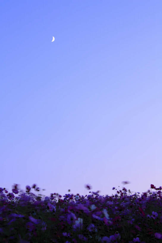 无人,竖图,室外,白天,仰视,旅游,度假,草地,草坪,美景,植物,长野县,日本,亚洲,阴影,盛开,反射,影子,景观,月亮,月光,花蕾,娱乐,草,花,花瓣,花朵,鲜花,一个,蓝色,绿色,紫色,蓝天,天空,自然,天,花苞,花蕊,享受,休闲,景色,放松,晴朗,单个,明亮,自然风光,东亚,本州,万里无云,本州岛,日本国,中部地方,长野,皎洁,晴空,晴空万里,彩图,低角度拍摄