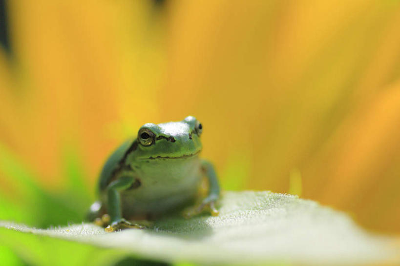 无人,横图,室外,特写,白天,正面,青蛙,野生动物,叶子,撑,阴影,朦胧,模糊,盛开,光线,影子,绿叶,花蕾,注视,花,花瓣,花朵,鲜花,一只,黄色,阳光,动物,花苞,花蕊,观察,看,趴着,嫩叶,可爱,活泼,观看,察看,撑着,关注,叶,叶片,趴,彩图,全身