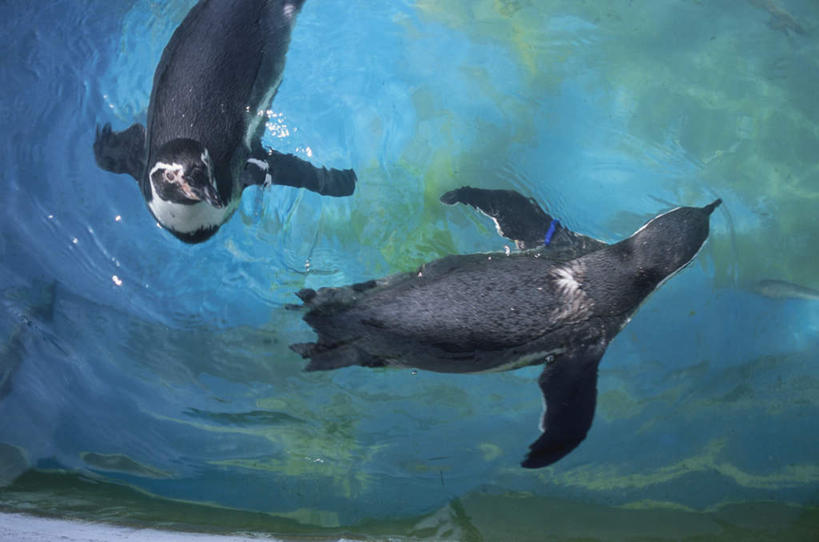 游泳,无人,横图,俯视,室外,白天,旅游,度假,水,企鹅,野生动物,阴影,波纹,条纹,光线,液体,影子,水滴,娱乐,蓝色,绿色,黑色,水纹,阳光,动物,波浪,两只,享受,休闲,放松,可爱,活泼,半身,彩图,高角度拍摄