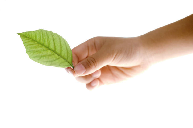 东方人,手,一个人,摸,横图,俯视,室内,特写,白天,白色背景,植物,叶子,亚洲,仅一个年轻女性,仅一个女性,仅一个人,一片,抚摸,握,阴影,光线,纹理,影子,绿叶,拿,拿着,黄种人,绿色,阳光,手部,嫩叶,握着,摄影,影棚,单手,肌理,年轻女性,女人,女性,亚洲人,叶,叶片,叶脉,触摸,接触,半身,彩图,高角度拍摄,影棚拍摄,拍摄