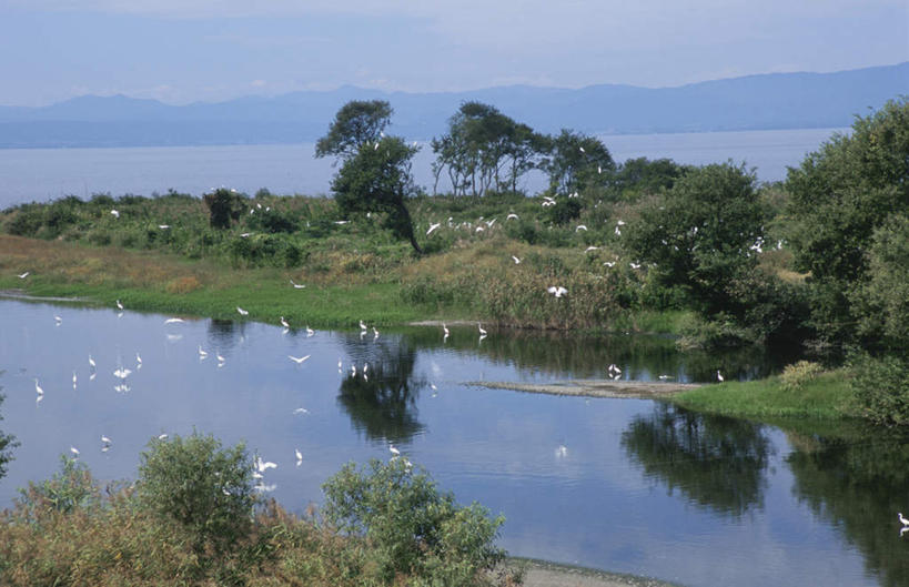 无人,横图,俯视,航拍,室外,白天,旅游,度假,草地,草坪,湖,湖泊,美景,水,植物,鸟,日本,亚洲,许多,阴影,飞行,光线,鸟类,影子,湖面,景观,水流,水面,云,云朵,云彩,娱乐,草,树,树木,蓝色,绿色,白色,白云,蓝天,天空,阳光,自然,湖水,天,享受,休闲,景色,放松,生长,成长,鸟瞰,自然风光,东亚,本州,本州岛,日本国,近畿地方,近畿,滋贺,滋贺县,彩图,高角度拍摄