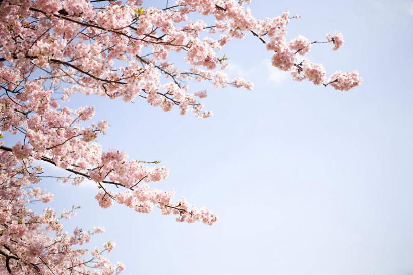 无人,横图,室外,白天,仰视,旅游,度假,美景,植物,樱花,静冈县,日本,亚洲,阴影,盛开,光线,影子,景观,云,云朵,花蕾,云彩,娱乐,花,花瓣,花朵,鲜花,树,树木,粉色,蓝色,绿色,白云,蓝天,天空,阳光,自然,天,花苞,花蕊,享受,休闲,景色,放松,生长,成长,自然风光,东亚,本州,本州岛,日本国,中部地方,静冈,仙樱花,福岛樱,青肤樱,荆桃,彩图,低角度拍摄