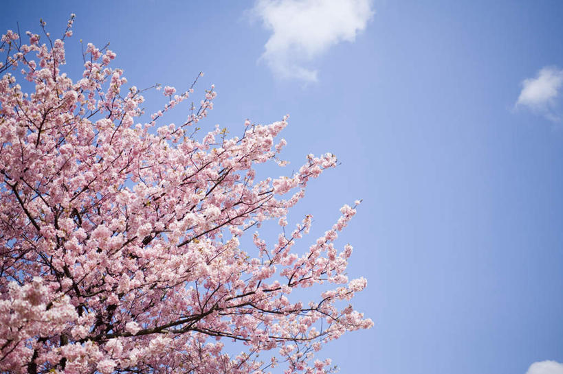 无人,横图,室外,白天,仰视,旅游,度假,美景,植物,樱花,静冈县,日本,亚洲,盛开,景观,云,云朵,花蕾,云彩,娱乐,花,花瓣,花朵,鲜花,树,树木,粉色,蓝色,绿色,白云,蓝天,天空,自然,天,花苞,花蕊,享受,休闲,景色,放松,生长,成长,自然风光,东亚,本州,本州岛,日本国,中部地方,静冈,仙樱花,福岛樱,青肤樱,荆桃,彩图,低角度拍摄