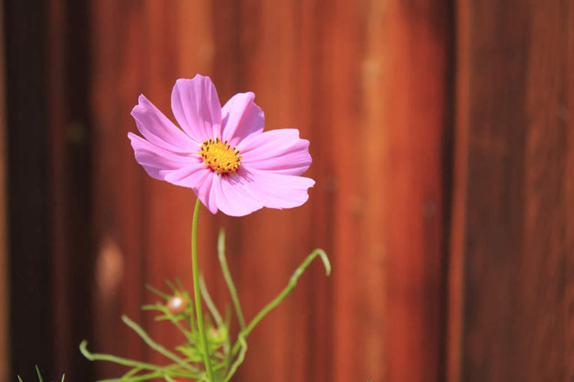 无人,横图,俯视,室内,特写,白天,快乐,幸福,叶子,阴影,朦胧,模糊,盛开,光线,影子,墙,绿叶,玛格丽特,花蕾,墙壁,墙面,雏菊,花,花瓣,花朵,鲜花,一朵,粉色,阳光,花苞,花蕊,嫩叶,菊花,活力,希望,坚强,和平,离别,延命菊,幸福花,春菊,马兰头花,暗恋,纯情,单恋,天真,叶,叶片,彩图,高角度拍摄,愉快