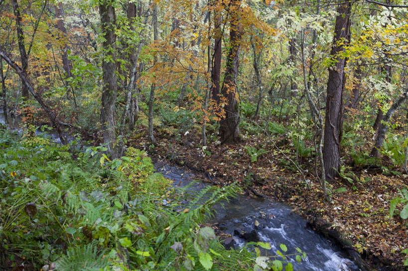 无人,横图,俯视,室外,白天,旅游,度假,草地,草坪,河流,礁石,石头,美景,水,植物,日本,亚洲,阴影,飞溅,溅,光线,石子,液体,影子,河水,景观,水滴,水流,娱乐,水珠,草,树,树木,绿色,小溪,阳光,自然,溪水,享受,休闲,景色,放松,流动,生长,成长,喷洒,自然风光,东亚,本州,本州岛,日本国,东北地方,福岛,福岛县,礁,石块,岩石,彩图,高角度拍摄
