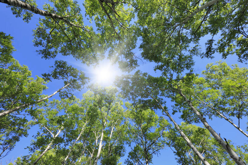 无人,横图,室外,白天,仰视,旅游,度假,美景,植物,标志建筑,地标,建筑,长野县,日本,亚洲,阴影,光线,影子,景观,娱乐,建设,树,树木,蓝色,绿色,蓝天,天空,阳光,自然,天,享受,休闲,旅游胜地,景色,放松,遮,遮掩,生长,晴朗,成长,掩盖,遮挡,自然风光,东亚,遮盖,本州,万里无云,本州岛,日本国,中部地方,长野,掩饰,晴空,晴空万里,彩图,低角度拍摄