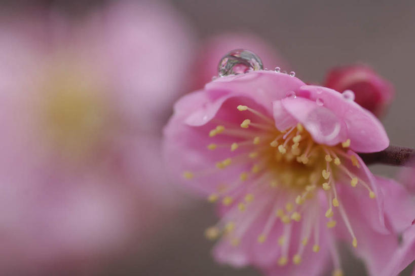 无人,横图,俯视,室外,特写,白天,旅游,度假,美景,神奈川,日本,亚洲,阴影,朦胧,模糊,盛开,光线,影子,景观,梅花,神奈川县,花蕾,娱乐,花,花瓣,花朵,鲜花,粉色,阳光,自然,花苞,花蕊,享受,休闲,景色,放松,自然风光,东亚,本州,关东地方,本州岛,日本国,彩图,高角度拍摄