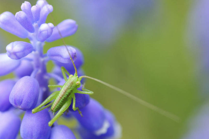 无人,横图,俯视,室外,特写,白天,爱情,旅游,度假,草地,草坪,美景,植物,风信子,阴影,朦胧,模糊,盛开,光线,昆虫,蚱蜢,影子,景观,花蕾,娱乐,草,花,花瓣,花朵,鲜花,一只,绿色,紫色,阳光,自然,动物,花苞,花蕊,趴着,享受,休闲,景色,放松,悲伤,喜悦,自然风光,怀念,益虫,悲哀,趴,彩图,高角度拍摄