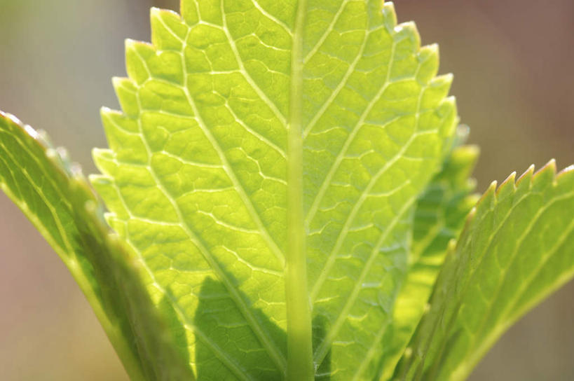 无人,横图,室外,特写,白天,正面,旅游,度假,美景,植物,叶子,许多,阴影,朦胧,模糊,光线,纹理,影子,景观,绿叶,娱乐,绿色,阳光,自然,享受,休闲,嫩叶,景色,放松,生长,成长,生机,自然风光,肌理,灵动,叶,叶片,叶脉,彩图