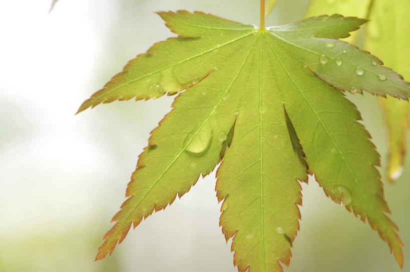 无人,横图,俯视,室外,特写,白天,旅游,度假,美景,水,植物,叶子,许多,阴影,朦胧,模糊,光线,纹理,液体,影子,景观,水滴,绿叶,娱乐,水珠,蓝色,绿色,蓝天,天空,阳光,自然,露珠,天,享受,休闲,嫩叶,景色,放松,生机,自然风光,肌理,灵动,叶,叶片,叶脉,彩图,高角度拍摄