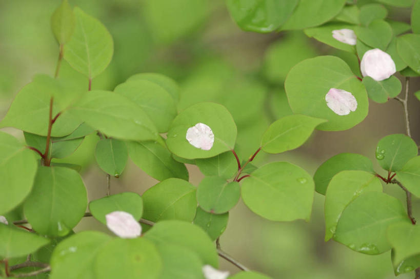 无人,横图,俯视,室外,特写,白天,旅游,度假,美景,植物,叶子,许多,阴影,朦胧,模糊,盛开,光线,纹理,影子,景观,绿叶,花蕾,娱乐,花,花瓣,花朵,鲜花,绿色,白色,阳光,自然,花苞,花蕊,享受,休闲,嫩叶,景色,放松,自然风光,肌理,叶,叶片,叶脉,彩图,高角度拍摄