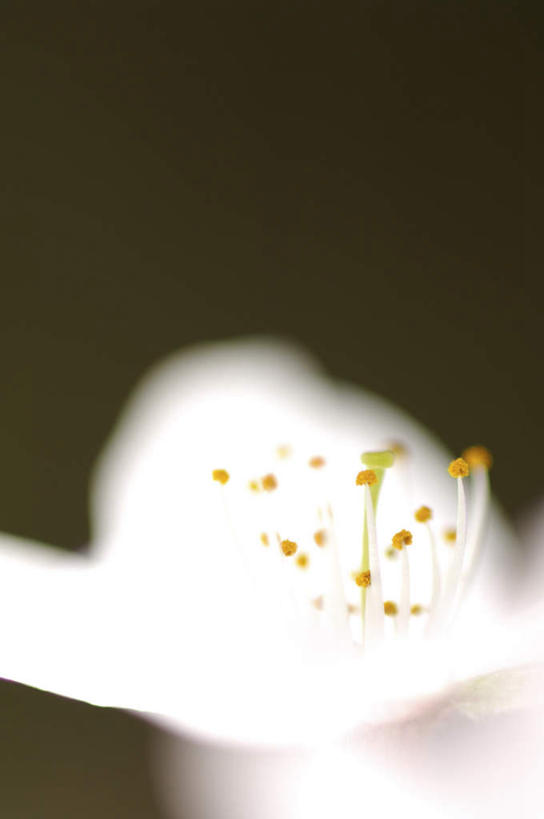 无人,竖图,俯视,室内,特写,白天,美景,樱花,阴影,灰色背景,朦胧,模糊,盛开,光线,影子,景观,花蕾,花,花瓣,花朵,鲜花,一朵,白色,阳光,自然,花苞,花蕊,景色,摄影,影棚,自然风光,仙樱花,福岛樱,青肤樱,荆桃,彩图,高角度拍摄,影棚拍摄,拍摄