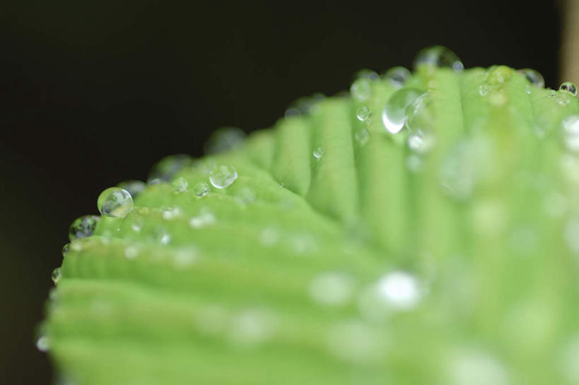 无人,横图,俯视,室内,特写,白天,旅游,度假,美景,水,植物,叶子,阴影,黑色背景,朦胧,模糊,光线,纹理,液体,影子,景观,水滴,绿叶,娱乐,水珠,绿色,阳光,自然,享受,休闲,嫩叶,景色,放松,摄影,影棚,自然风光,肌理,叶,叶片,叶脉,彩图,高角度拍摄,影棚拍摄,拍摄