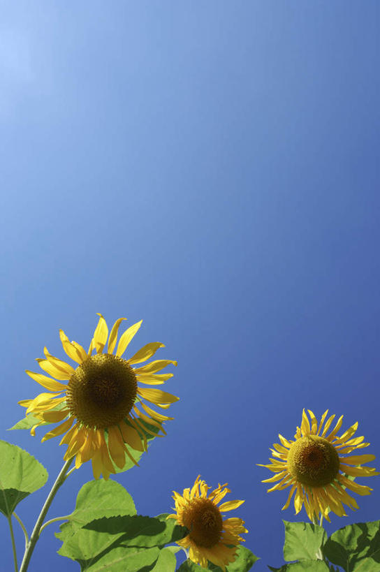 无人,竖图,室外,白天,仰视,旅游,度假,美景,向日葵,神奈川,日本,亚洲,三朵,阴影,盛开,光线,影子,景观,神奈川县,花蕾,娱乐,花,花瓣,花朵,鲜花,黄色,蓝色,蓝天,天空,阳光,自然,天,花苞,花蕊,享受,休闲,景色,放松,晴朗,自然风光,东亚,本州,万里无云,关东地方,本州岛,日本国,朝阳花,葵花,望日莲,向阳花,转日莲,晴空,晴空万里,彩图,低角度拍摄