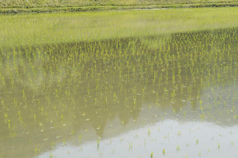 无人,农田,横图,俯视,室外,白天,旅游,度假,农业,庄稼,农作物,美景,水,日本,亚洲,一排,许多,阴影,整齐,光线,液体,影子,稻田,景观,水滴,娱乐,排列,绿色,阳光,自然,嫩芽,享受,休闲,景色,放松,队列,自然风光,东亚,秧苗,本州,本州岛,日本国,近畿地方,近畿,兵库,兵库县,新苗,彩图,高角度拍摄,耕地,庄稼田