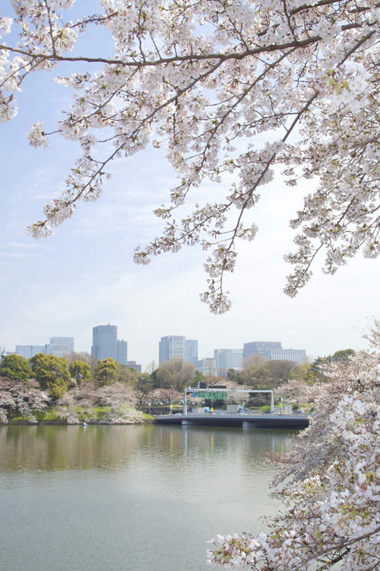 无人,高楼大厦,竖图,室外,白天,正面,度假,草地,草坪,湖,湖泊,美景,水,植物,城市风光,城市,大厦,建筑,摩天大楼,樱花,东京,日本,亚洲,阴影,盛开,光线,木板,影子,湖面,景观,水流,水面,云,云朵,桥,木桥,花蕾,云彩,娱乐,栈桥,草,花,花瓣,花朵,鲜花,树,树木,粉色,蓝色,绿色,白云,蓝天,天空,阳光,自然,湖水,天,花苞,花蕊,享受,休闲,景色,放松,生长,成长,人行桥,木板桥,东亚,本州,关东地方,本州岛,日本国,东京都,仙樱花,福岛樱,青肤樱,荆桃,彩图,大楼,高层建筑,高楼,摩天楼