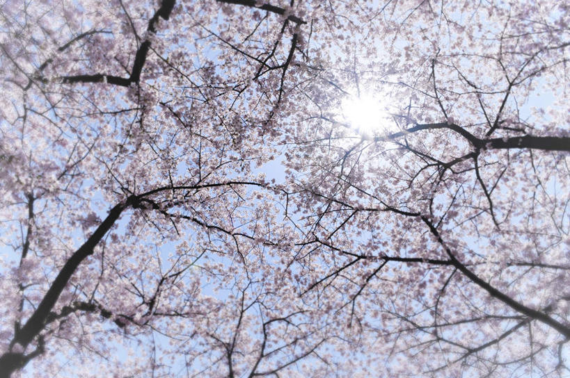 无人,横图,室外,白天,仰视,旅游,度假,美景,植物,樱花,京都,日本,亚洲,许多,阴影,朦胧,模糊,漂浮,盛开,光线,影子,景观,花蕾,娱乐,花,花瓣,花朵,鲜花,树,树木,粉色,蓝色,绿色,蓝天,天空,阳光,自然,天,花苞,花蕊,享受,休闲,景色,放松,京都府,生长,成长,自然风光,东亚,本州,本州岛,日本国,近畿地方,近畿,仙樱花,福岛樱,青肤樱,荆桃,彩图,低角度拍摄,飘荡