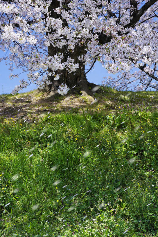 无人,竖图,室外,白天,正面,旅游,度假,草地,草坪,美景,植物,樱花,京都,日本,亚洲,阴影,盛开,光线,影子,景观,花蕾,娱乐,草,花,花瓣,花朵,鲜花,树,树木,粉色,蓝色,绿色,蓝天,天空,阳光,自然,天,花苞,花蕊,享受,休闲,景色,放松,京都府,生长,成长,自然风光,东亚,本州,本州岛,日本国,近畿地方,近畿,仙樱花,福岛樱,青肤樱,荆桃,彩图
