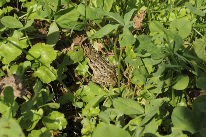 无人,横图,俯视,室外,白天,旅游,度假,草地,草坪,美景,植物,青蛙,野生动物,叶子,阴影,光线,影子,景观,绿叶,注视,娱乐,草,一只,绿色,阳光,自然,动物,观察,看,趴着,享受,休闲,嫩叶,景色,放松,可爱,活泼,观看,察看,关注,自然风光,叶,叶片,趴,彩图,高角度拍摄