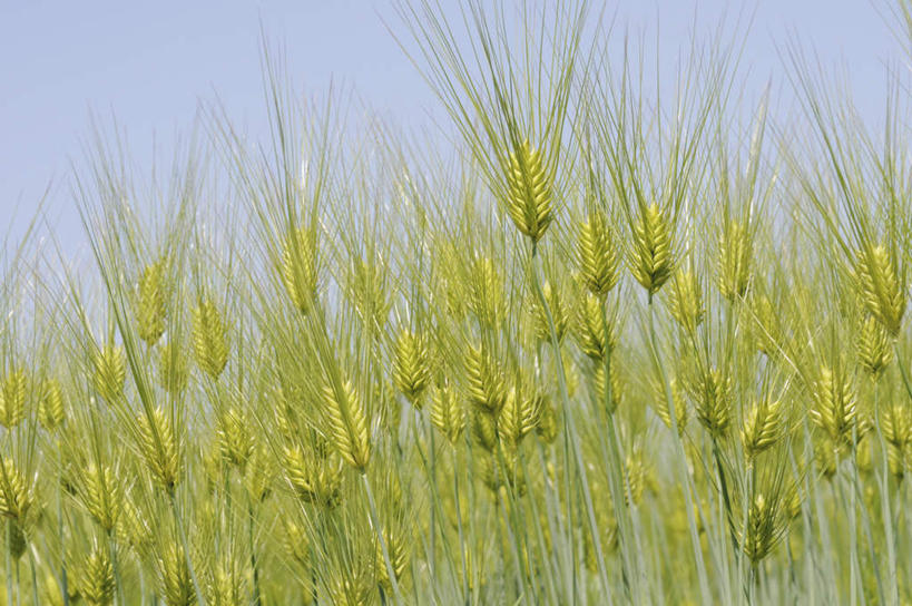 无人,农田,横图,室外,白天,仰视,旅游,度假,庄稼,农作物,小麦,草地,草坪,美景,植物,日本,亚洲,阴影,朦胧,模糊,光线,影子,景观,云,云朵,谷物,云彩,娱乐,草,黄色,蓝色,绿色,白云,蓝天,天空,阳光,自然,天,享受,休闲,稻谷,稻子,景色,放松,麦子,自然风光,东亚,本州,本州岛,日本国,近畿地方,近畿,兵库,兵库县,彩图,低角度拍摄,耕地,庄稼田