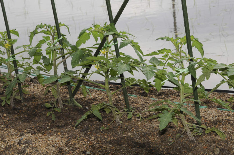 无人,农田,交叉,横图,室内,白天,正面,旅游,度假,庄稼,农作物,美景,蔬菜,叶子,日本,亚洲,新鲜,景观,食品,绿叶,娱乐,食物,自然,享受,休闲,嫩叶,景色,放松,有机食品,绿色食品,自然风光,东亚,本州,本州岛,日本国,近畿地方,近畿,兵库,兵库县,相交,交集,叶,叶片,彩图,耕地,庄稼田