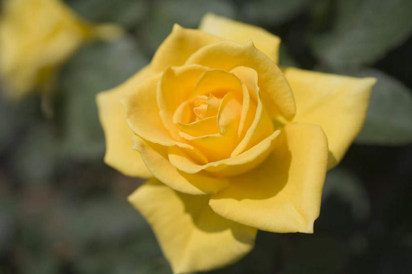 无人,横图,俯视,室外,特写,白天,爱情,旅游,度假,幸福,纯洁,热情,美景,玫瑰,叶子,阴影,朦胧,模糊,光线,影子,景观,绿叶,玫瑰花,浪漫,娱乐,两朵,阳光,自然,享受,休闲,温暖,温馨,嫩叶,景色,恩爱,放松,和睦,自然风光,感动,尊敬,天真,刺玫花,徘徊花,叶,叶片,彩图,高角度拍摄,融洽