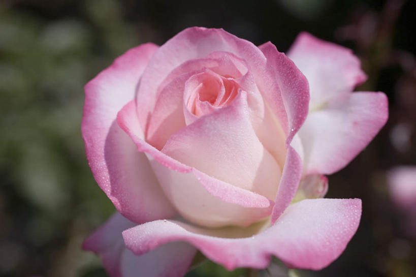 无人,横图,俯视,室外,特写,白天,爱情,幸福,纯洁,热情,草地,草坪,植物,玫瑰,阴影,朦胧,模糊,盛开,光线,影子,玫瑰花,浪漫,花蕾,草,花,花瓣,花朵,鲜花,一朵,红色,绿色,阳光,花苞,花蕊,温暖,温馨,恩爱,和睦,感动,尊敬,天真,刺玫花,徘徊花,彩图,高角度拍摄,融洽