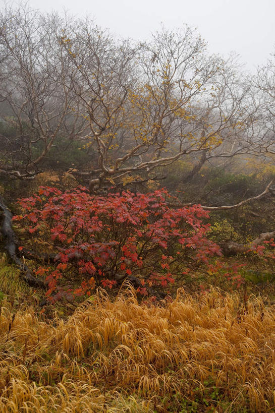 无人,竖图,俯视,室外,白天,旅游,度假,草地,草坪,美景,森林,山,山脉,树林,植物,长野县,日本,亚洲,阴影,光线,影子,景观,山峰,云,云朵,山峦,云彩,娱乐,草,树,树木,蓝色,绿色,白云,蓝天,天空,阳光,自然,群山,天,享受,休闲,景色,放松,生长,成长,自然风光,东亚,本州,本州岛,日本国,中部地方,长野,彩图,高角度拍摄