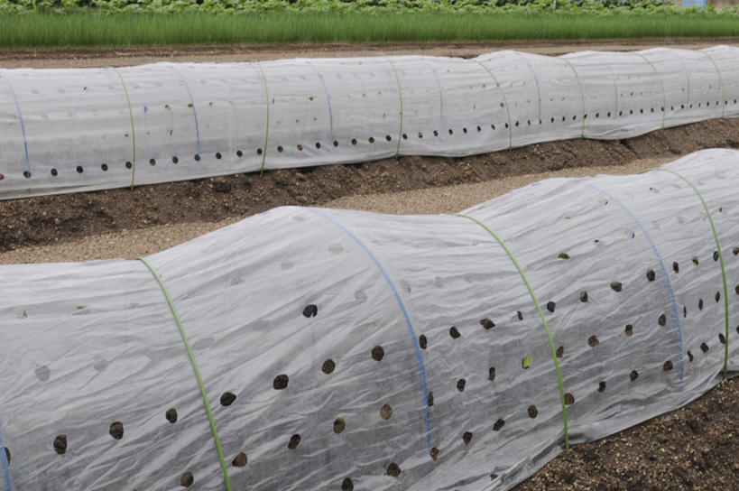 无人,农田,横图,俯视,室外,白天,旅游,度假,庄稼,农作物,草地,草坪,美景,植物,日本,亚洲,一排,许多,阴影,整齐,光线,影子,景观,娱乐,草,排列,绿色,黑色,阳光,自然,享受,休闲,景色,放松,圆孔,队列,自然风光,东亚,本州,本州岛,日本国,近畿地方,近畿,兵库,兵库县,彩图,高角度拍摄,耕地,庄稼田